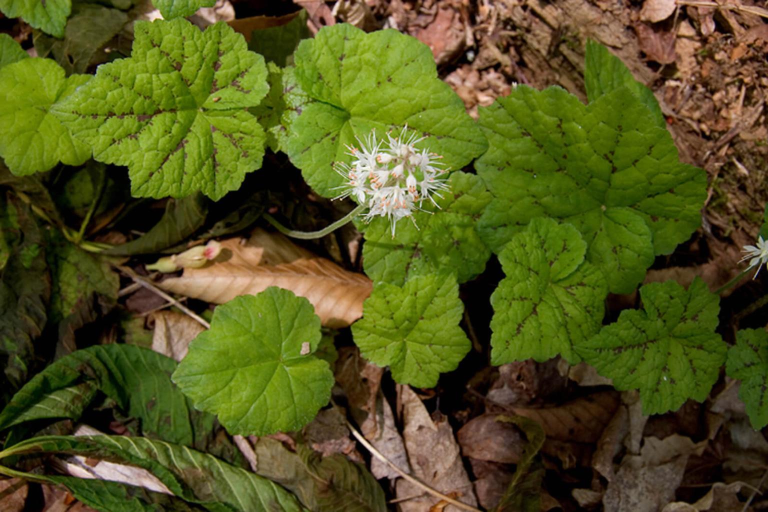 <p>Tiny, delicate white flowers on thin stalks give rise to the aptly suited common name - <strong>Foamflower&nbsp;</strong>(Tiarella). The plant form may have 1 or 3 deeply lobed leaves. Look for this species in small pocket clearing in the shady understory of conifer forests.</p> <p><strong>Bloom Period</strong>: Mid-summer<br><strong>Location: </strong>Valley and forests</p>