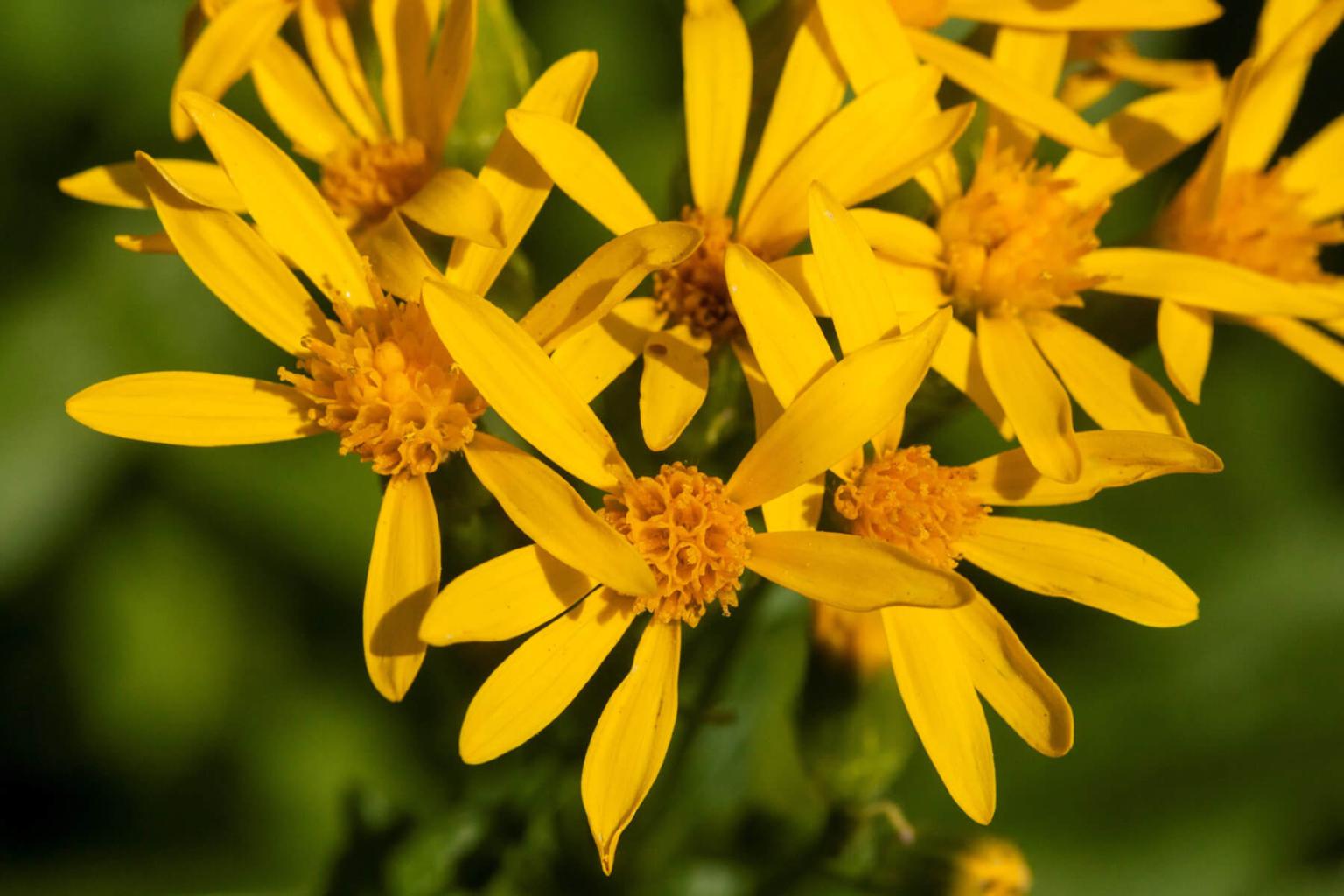 <p><strong>The Groundsels&nbsp;</strong>(Senecio) are a diverse group of plants that are easily distinguishable from yellow arnicas by their cluster of flowers (typically 8 ). Our most common Groundsel is the Arrowleaf Groundsel, which has triangular leaves. Groundsels are poisonous to wildlife and were not commonly used by indigenous groups.</p> <p><strong>Bloom Period:&nbsp;</strong>Mid-summer<br><strong>Location:</strong> Alpine meadows</p>