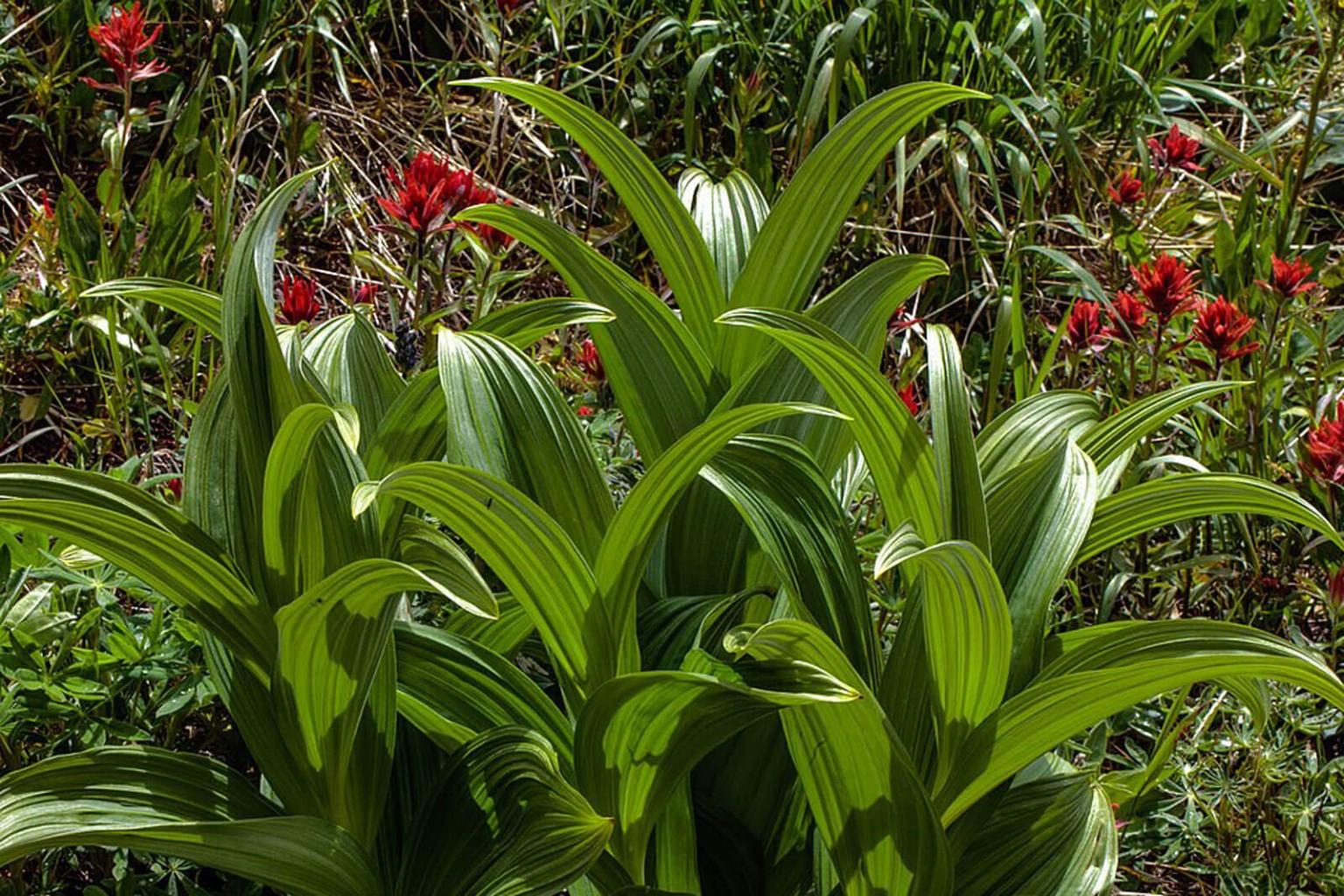 <p>The <strong>Hellebore</strong> (Veratrum Viride) is a robust plant, often standing 2m in height, and emerges early to enjoy a long season. The large (10-25cm) leaves are easily distinguished as they clasp the entire length of the stem and have prominent ribs. The flowers are abundant tassels but not showy as they are yellow-green. All parts of this plant are toxic.</p> <p><strong>Bloom Period:&nbsp;</strong>Mid-summer<br><strong>Location:&nbsp;</strong>Entire range</p>