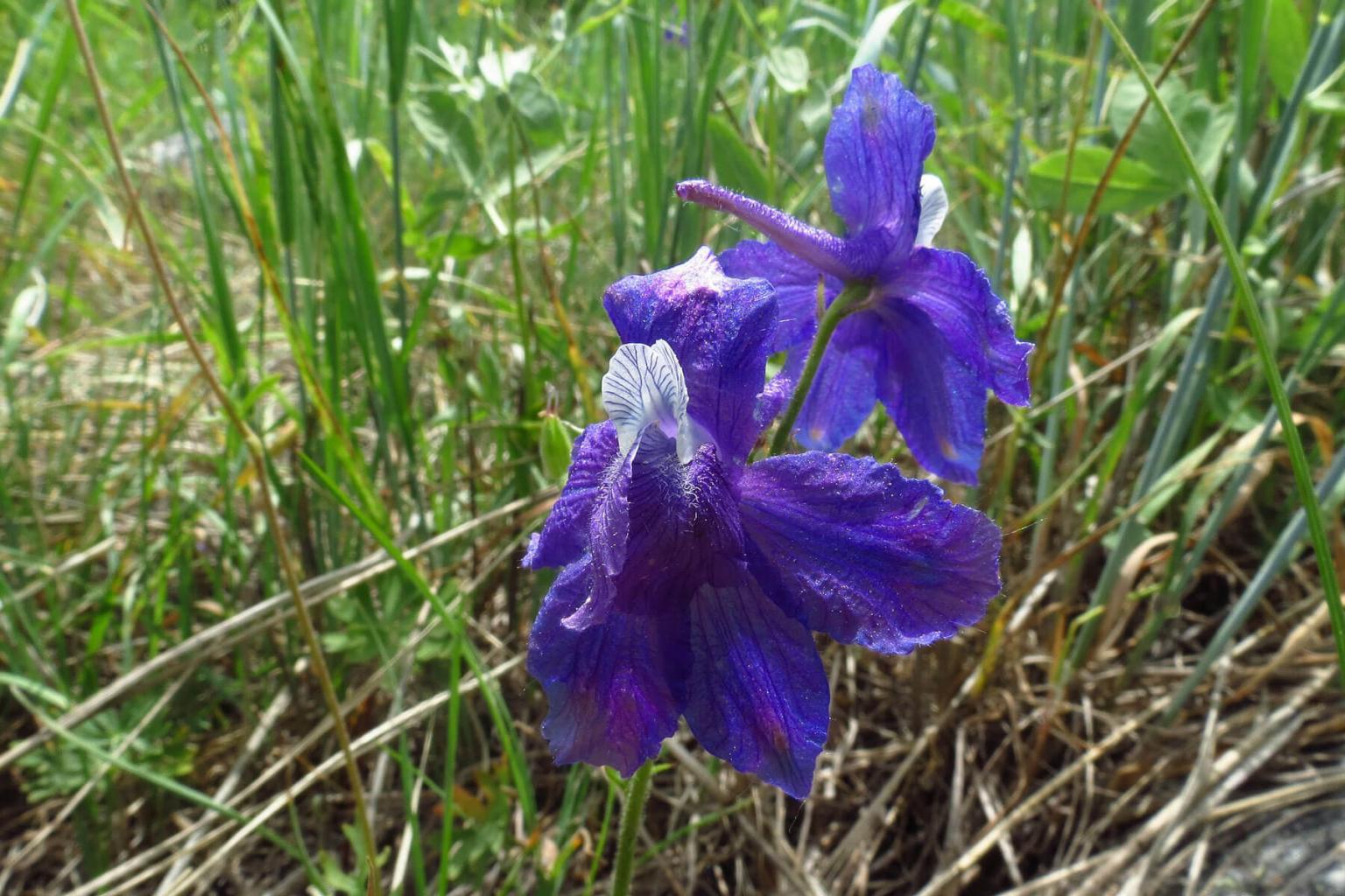 <p>The <strong>Larkspur </strong>(Delphinium) is one of our earliest season flowering plants in the open alpine meadow. Larkspur is easily recognized by the deep blue/purple flowers with a unique &apos;spur&apos; off the backside. Larkspur tends to occur as a solitary plant. All parts of the plant are highly toxic.</p> <p><strong>Bloom Period:</strong> Early spring/summer<br><strong>Location:&nbsp;</strong>Alpine meadows</p>