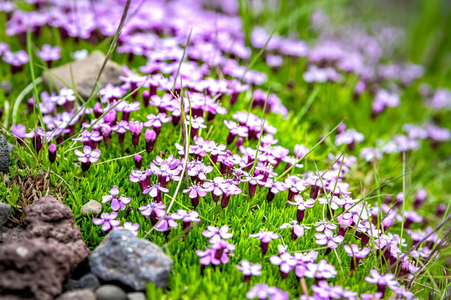 <p><strong>Moss Campion</strong> (Silene Acaulis) is a low, ground-hugging plant that forms mats known as cushions on rocky outcrops and screeslopes. The dense cushions are up to 20cm in diameter. Close inspection of the tiny flowers reveals characteristics similar to its relative - the carnation.</p> <p><strong>Bloom Period:</strong> Mid-late summer<br><strong>Location:</strong> Alpine (rocky areas)</p>