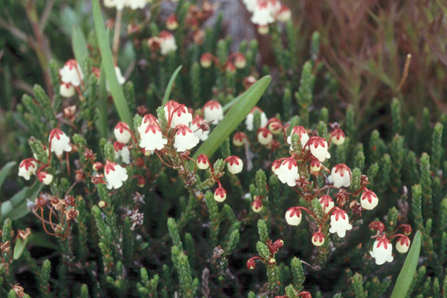 <p>Though two different species, the <strong>Pink and White Mountain Heather</strong> (Phyllodoce Empetriformis/Cassiope Mertensiana) are often found growing together. These species are low growing evergreen shrubs. The delicate nodding flowers are found at the branch tips. Being hardy plants, they are often found on high elevation rocky sites above the timberline.</p> <p><strong>Bloom Period:</strong> Late summer<br><strong>Location: </strong>Alpine meadows</p>