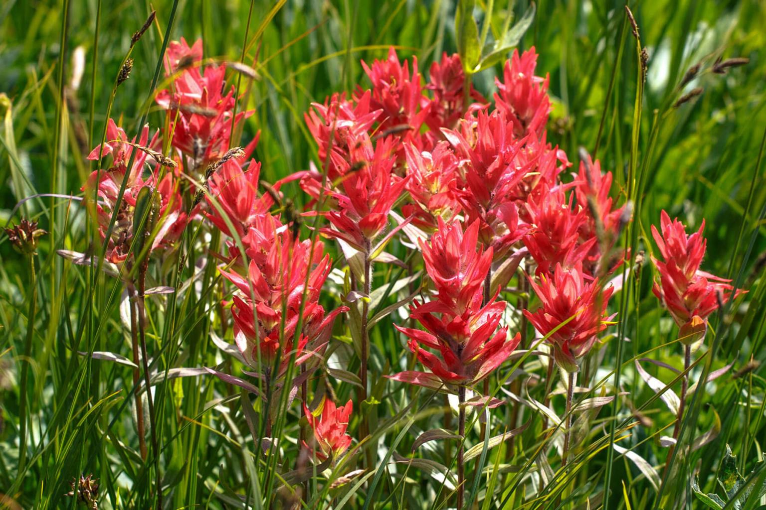 <p><strong>Common Red and Alpine Paintbrush</strong> (Castilleja sp.) exist in Sun Peaks. Common red is much larger (80cm) than alpine (&lt;30 cm). The showy red &apos;petals&apos; are not actually the flowers of this plant. Like poinsettias, the red &apos;petals&apos; are indeed bracts (modified leaves). The true flowers of the paintbrush are very small, green and concealed within the red bracts.</p> <p><strong>Bloom Period:</strong> Mid-summer<br><strong>Location:</strong> Entire range</p>