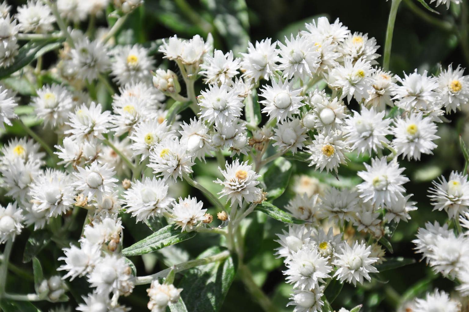 <p>The flowers of <strong>Pearly Everlasting&nbsp;</strong>(Anaphalis Margaritacea) are aptly named as they are dry and papery to the touch. The showy white &apos;petals&apos; are actually bracts (modified leaves) and flowers late in the summer but can persist through early winter. Local aboriginal groups prepared the roots and shoots into a soothing tea.</p> <p><strong>Bloom Period:</strong> Late summer<br><strong>Location:&nbsp;</strong>Valley and forests</p>