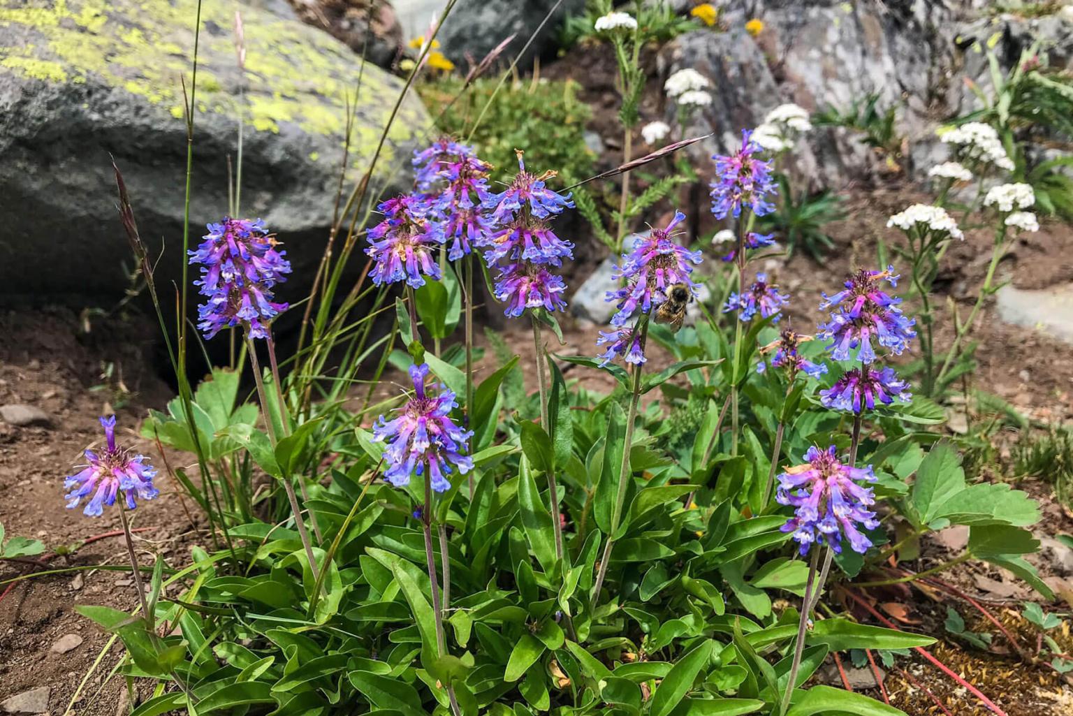 <p>There are a number of <strong>Penstemon </strong>species characterized by stout, evergreen growth. The penstemons of Sun Peaks are typically found at high elevation on rocky outcroppings and scree slopes.</p> <p><strong>Bloom Period: </strong>Late summer<br><strong>Location: </strong>Valley and forests</p>