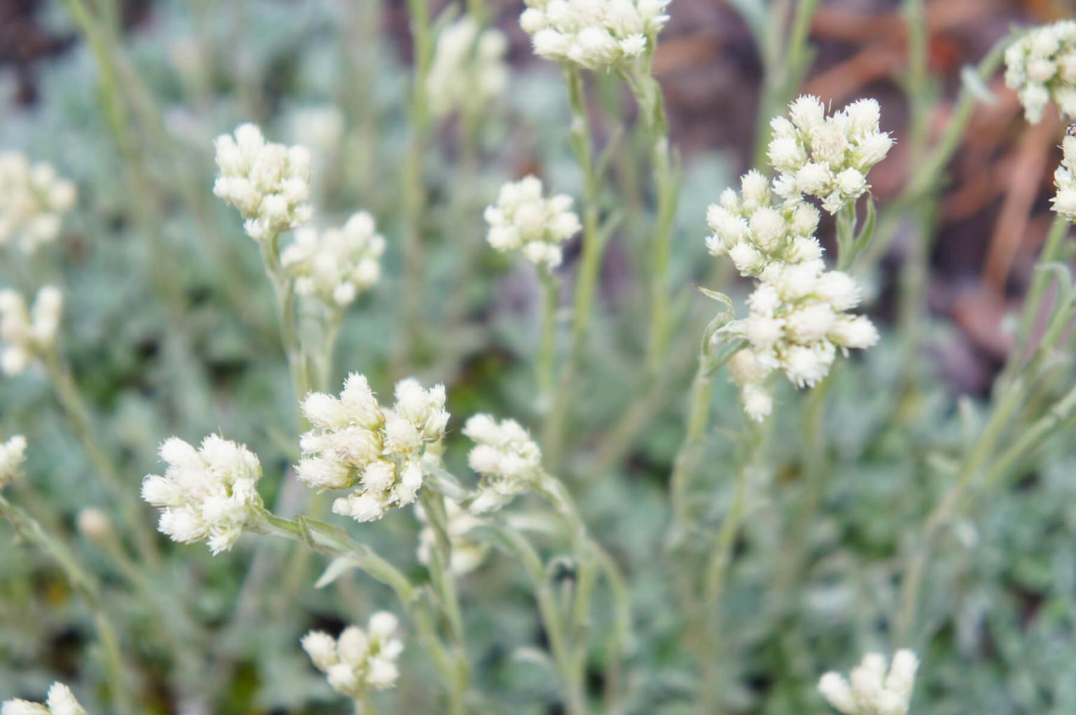 <p>Although the group of <strong>Pussytoes </strong>(Antennaria Sp.) is easy to identify - the individual species are more challenging. As a group, the pussytoes have unimpressive flowers. However, the leaves of this group are unique in that they form dense mats of low lying grey or whittish wolly leaves. In the alpine, pussytoe mats are found on rock and scree.</p> <p><strong>Bloom Period:</strong> Mid-summer<br><strong>Location:</strong> Entire range</p>