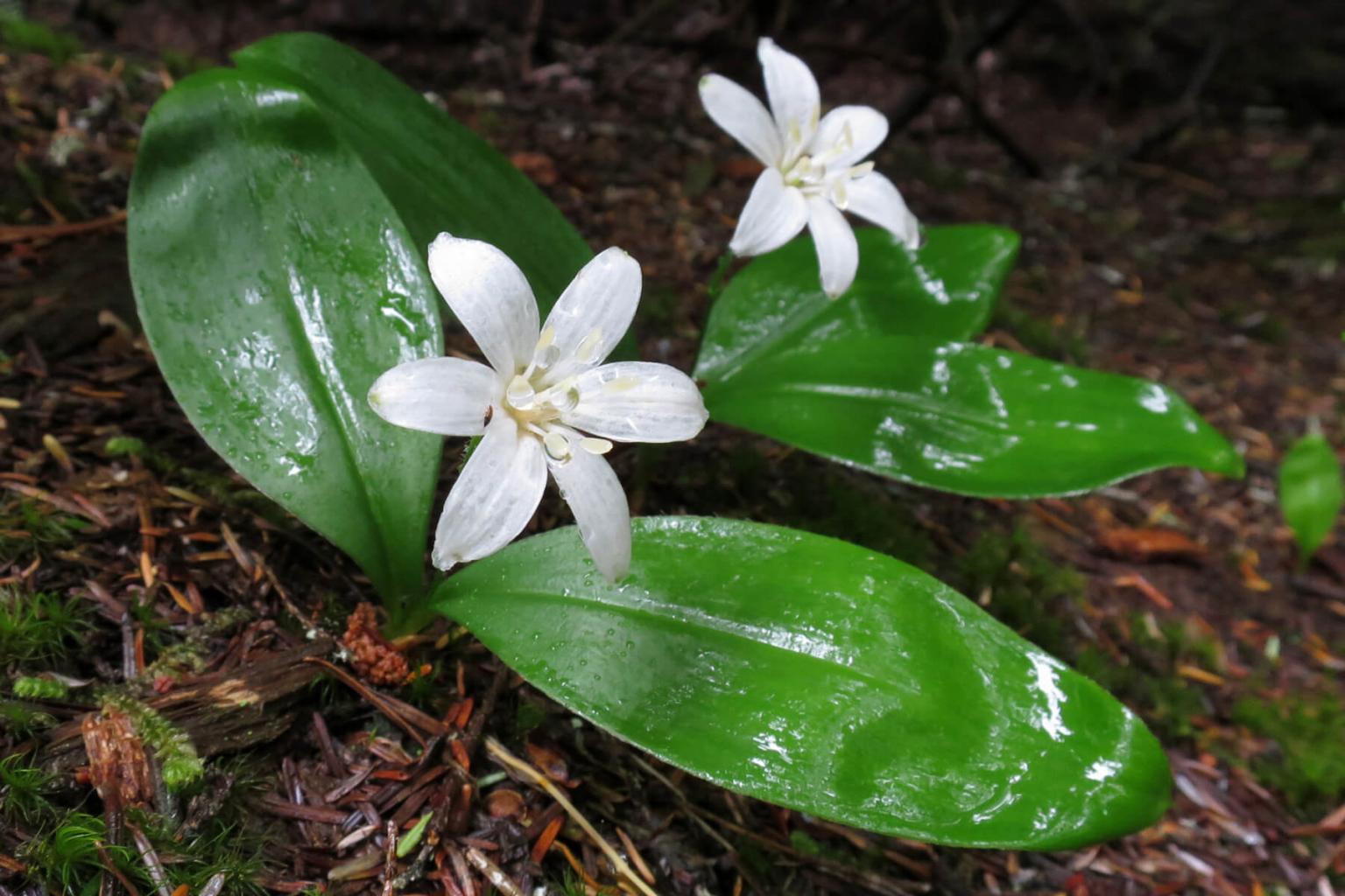 <p>It is likely the fruit of the <strong>Queen&apos;s Cup&nbsp;</strong>(Clintonia Uniflora) is more eye-catching than the dainty white cup-shaped flower. Late in the season, the Queen&apos;s Cup produces a metallic blue berry atop a straight, short stalk (15cm).</p> <p><strong>Bloom Period:</strong> Late summer<br><strong>Location:&nbsp;</strong>Valley and forests</p>