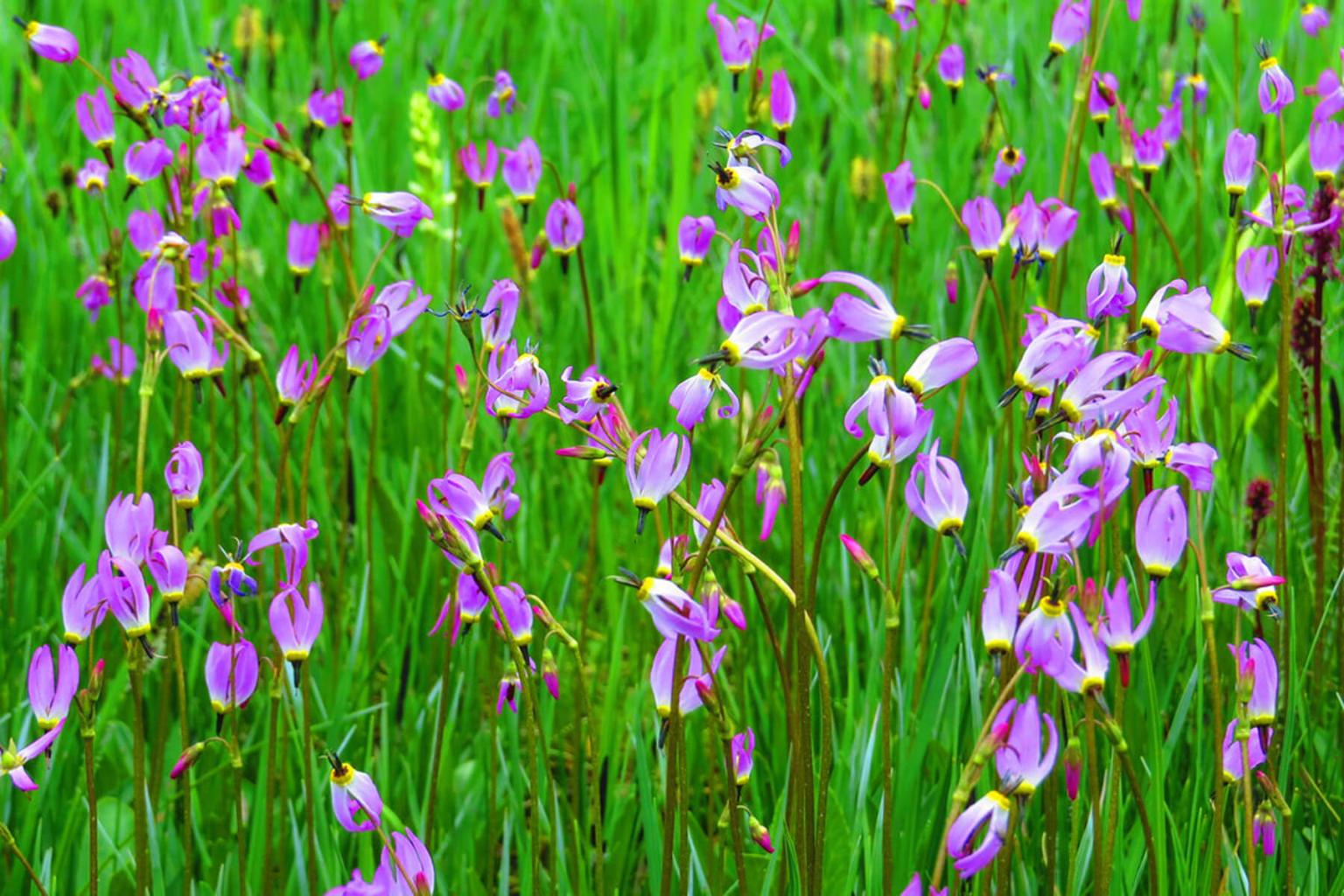 <p>The <strong>Shooting Star</strong> (Dodecatheon Pulchellum) forms spectacular patches on shallow soils in our alpine meadows. The name is aptly suited as the flower petals are turned back and trailing like a shooting star. The flower is familiar as the Shooting Star is related to the much larger ornamental cyclamen. Local indigenous groups are known to have used this plant as a charm.&nbsp;</p> <p><strong>Bloom Period:</strong> Early to mid spring/summer<br><strong>Location:</strong> Alpine meadows</p>