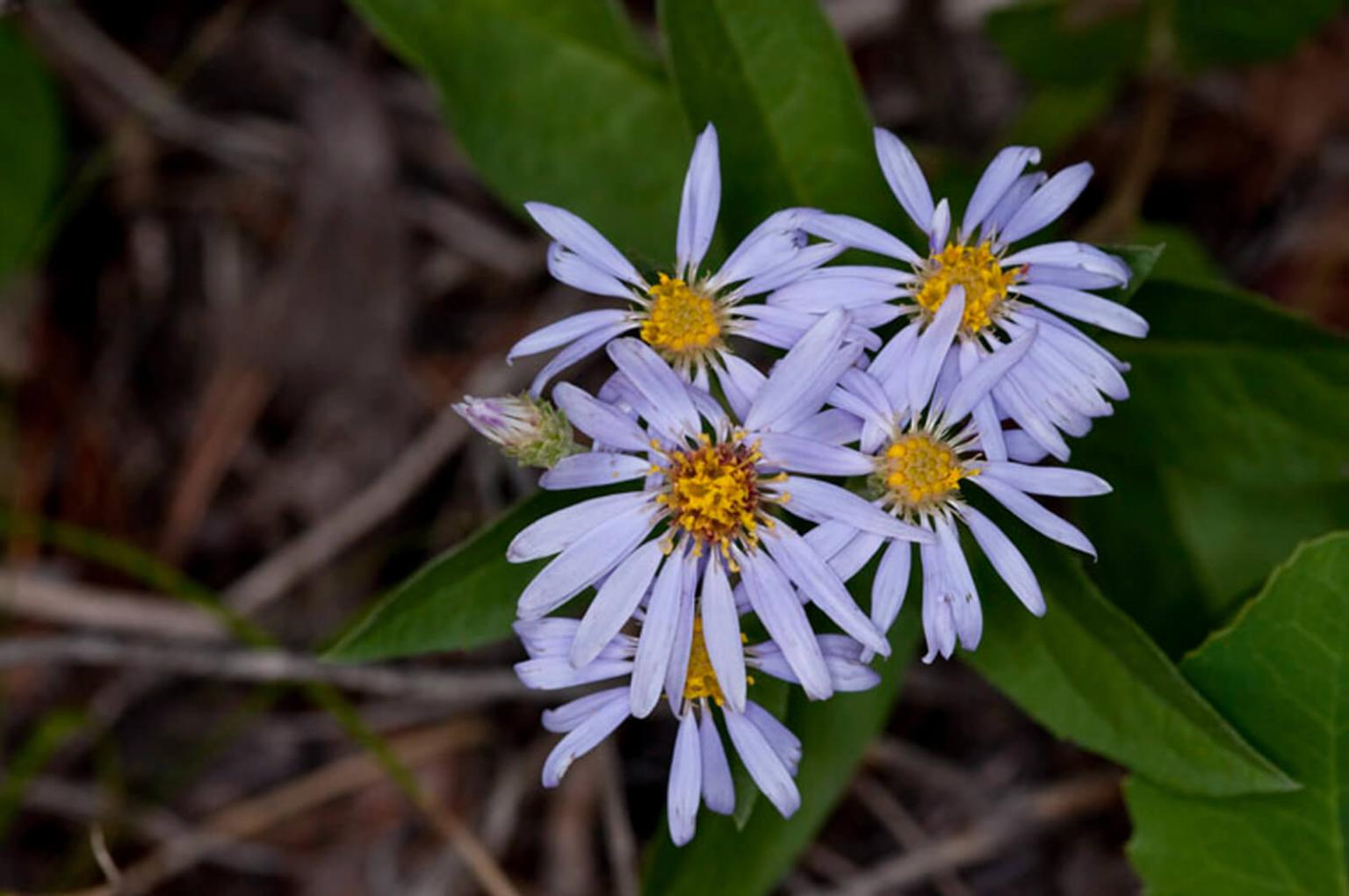 <p>The <strong>Showy Aster</strong> (Eurybia Conspicua/Aster Conspicuss) can be quite large (1m) with a cluster of flowers atop a single, unbranched stem. When properly prepared, local indigenous groups used the roots to treat infections.</p> <p><strong>Bloom Period:</strong> Mid-summer<br><strong>Location:&nbsp;</strong>Entire range</p>