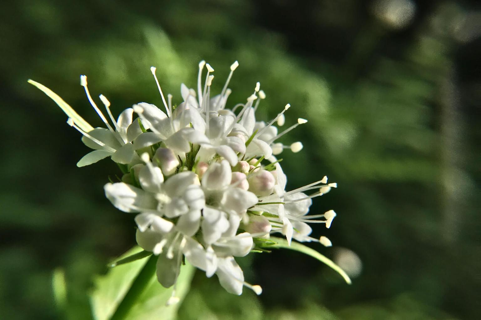 <p>The white flowers of <strong>Sitka Valerian </strong>(Valeriana Sitchensis) also have a tinge of pink. Look for the 3 hair-like stamen that protrudes from the flower. The paired leaves that come up the squarish stem nearly reach the flat-topped cluster of flowers. Local indigenous groups used Sitka Valerian for a number of purposes, from disinfecting, treating common colds, and even as a flavouring.</p> <p><strong>Bloom Period:</strong> Mid-summer<br><strong>Location:&nbsp;</strong>Entire range</p>