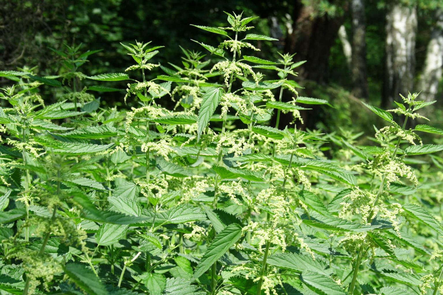 <p>Who can forget an encounter with the <strong>Stinging Nettle</strong> (Urtica Dioica)!? The stings are actually glass-like hairs (or trichomes) that release chemicals when shattered. It is histamine and other chemicals that will produce a hit, stinging sensation. Stinging Nettle has long been used as a herbal supplement, food source, and even textile fiber.&nbsp;</p> <p><strong>Bloom Period:&nbsp;</strong>Early spring/summer<br><strong>Location:&nbsp;</strong>Valley</p>