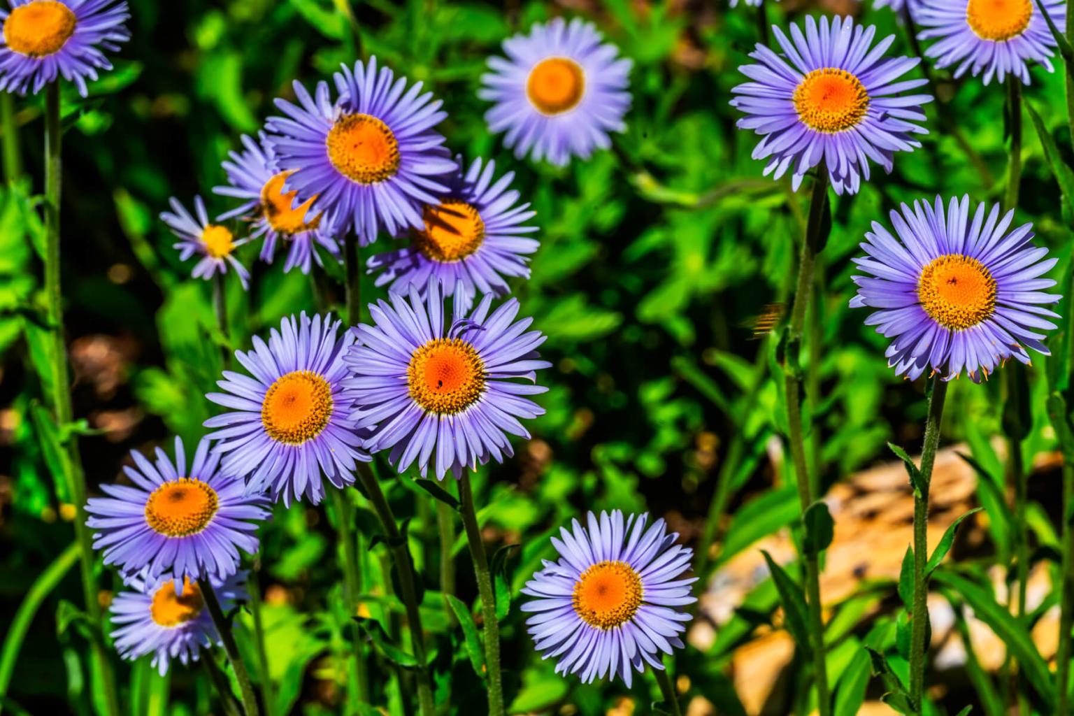 <p>Also known as <strong>Subalpine Daisy</strong> (Erigeron Peregrinus), this species is widespread and common in our alpine meadows. The plant is quite robust with a typically solitary flower on a long stalk.</p> <p><strong>Bloom Period:</strong> Mid-summer<br><strong>Location:</strong> Valley and alpine meadows</p>