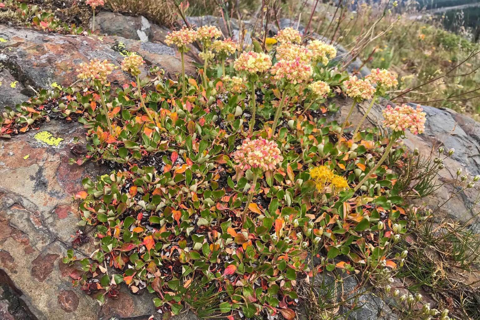 <p><strong>Sulphur Buckwheat</strong> (Eriogonum Umbellaturn) can be highly variable, but all plants make loose mats of leaves, often green above and gray-woolly beneath. From the mats of leaves emerge long, erect stalks with clusters of tiny, yellow or cream flowers in balls at the ends of branches.</p> <p><strong>Bloom Period:</strong> Mid-summer<br><strong>Location:</strong> Alpine meadows</p>