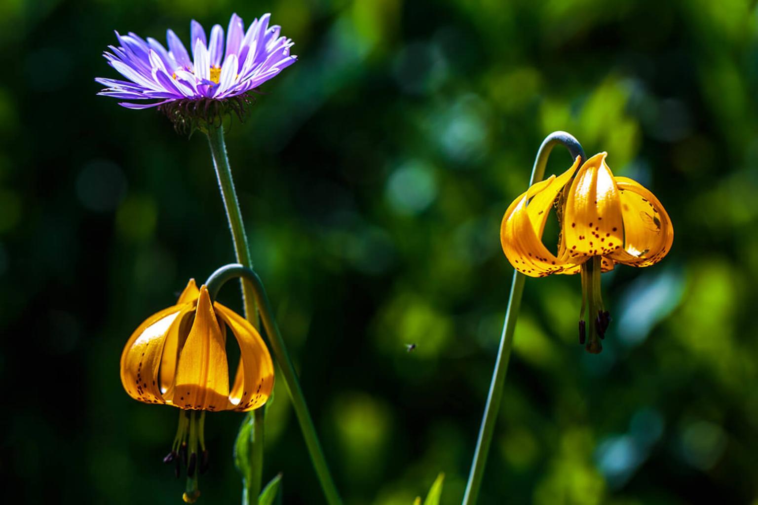 <p>While <strong>Tiger Lily&nbsp;</strong>(Lilium Columbianum) can bloom earlier in the season, it can also be one of the last flowers to appear at Sun Peaks - and we saved the best for last. A gorgeous deep orange flower, with curled back petals decorated with brown dots, a top a tall stem makes this plant hard to miss. Although not abundant, Tiger Lily certainly rewards late season hikers!</p> <p><strong>Bloom Period:</strong> Late summer<br><strong>Location:</strong> Valley and mid-mountain</p>