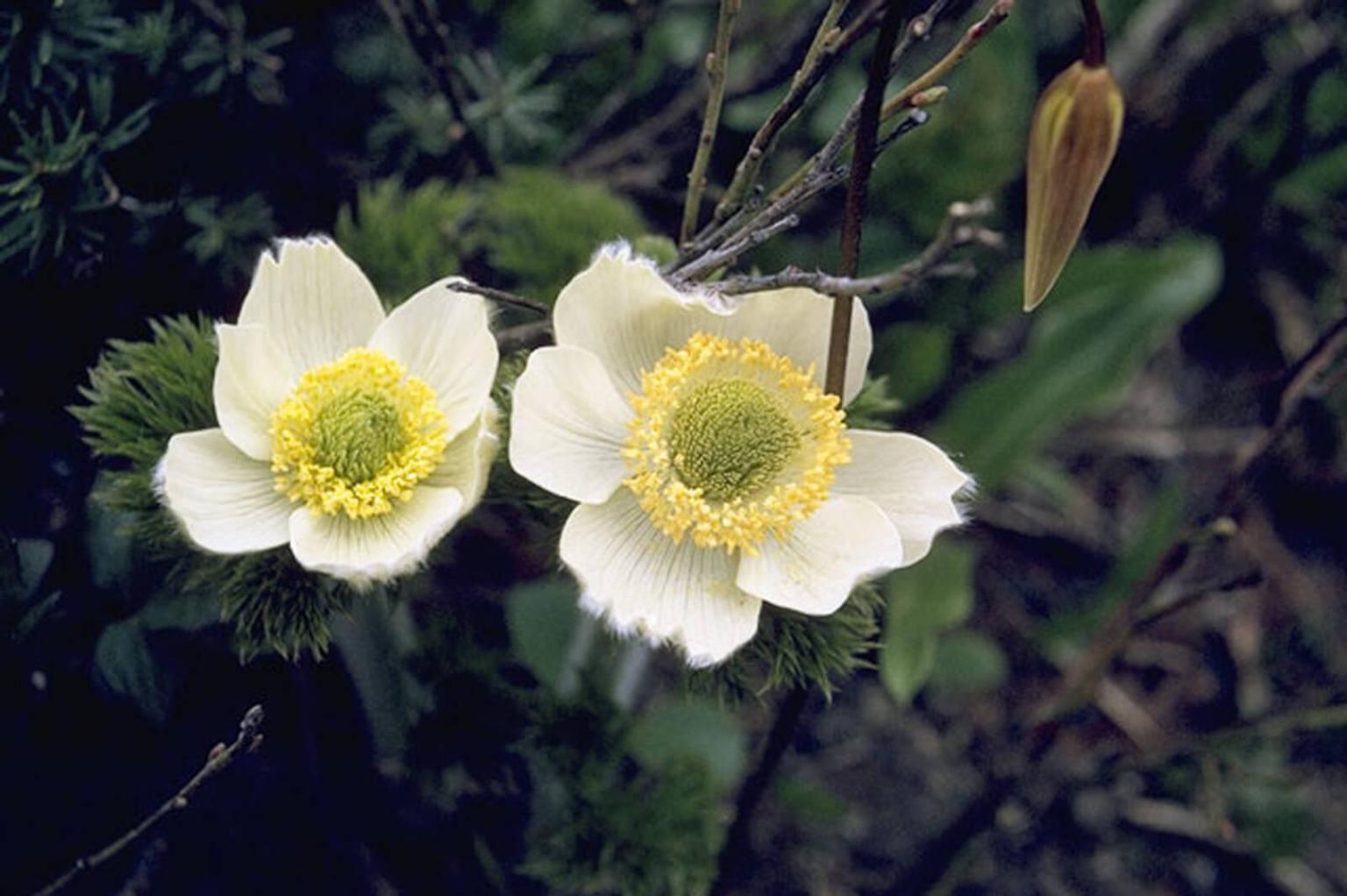 <p><strong>Western Anemone</strong> (Anemone Occidentalis) is one of the first plants to flower in the summer - often just after snowmelt. The flowers are short-lived and soon replaced by a highly distinctive &apos;mop-top&apos; which is actually the seeds of the flower. When properly prepared, the plant was used as a sedative by indigenous groups.</p> <p><strong>Bloom Period:</strong> Early spring<br><strong>Location:&nbsp;</strong>Alpine meadows</p>