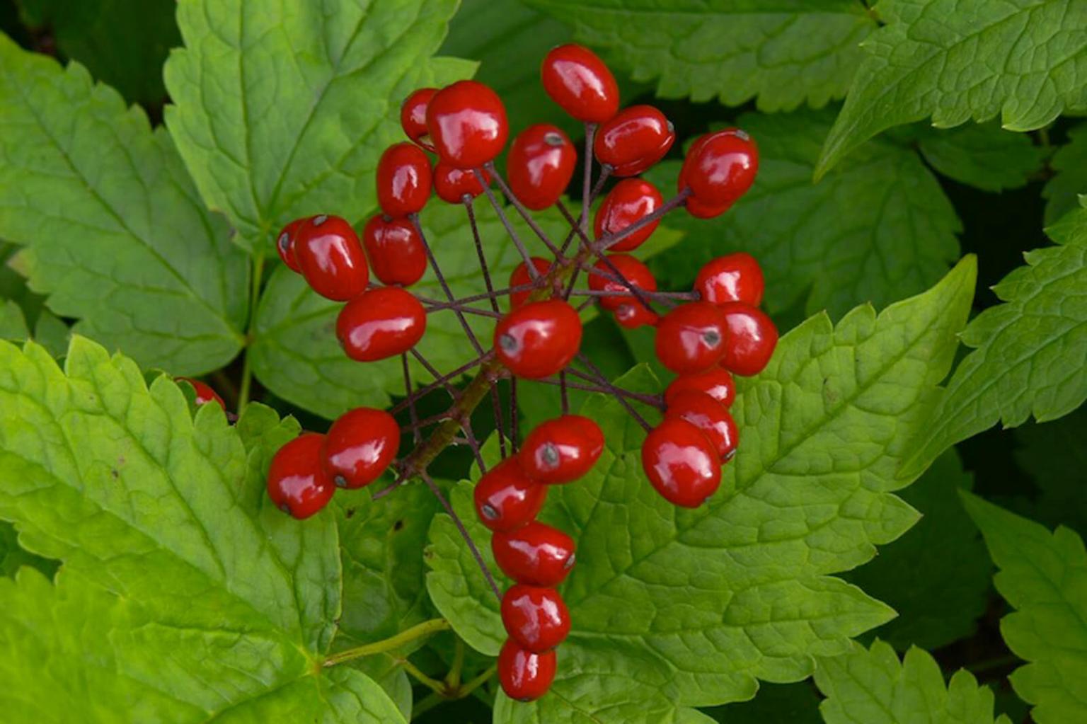<p><strong>Baneberry&nbsp;</strong>(Actaea Ruba)<strong>&nbsp;</strong>is an attractive plant with many small white flowers in rounded clusters at the end of 1 metre long stalks. This plant produces either white or red berries. The entire plant (roots, shoots and berries) is highly toxic and the common name &apos;Bane&apos; comes from bana, or murderous.</p> <p><strong>Bloom Period:</strong> Mid-summer<br><strong>Location:</strong> Valley and forests</p>