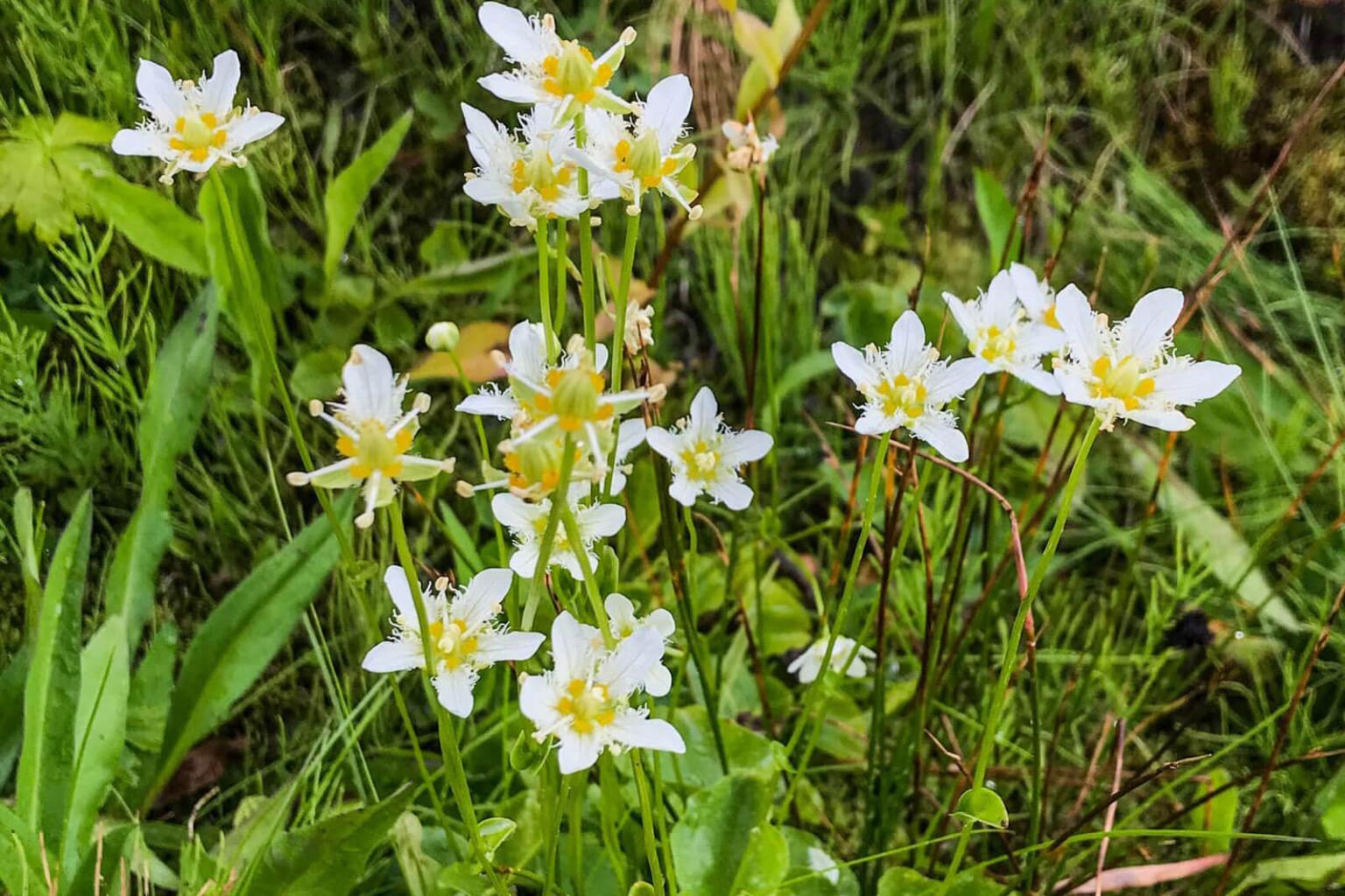 <p>The <strong>Fringed Grass of Parnassia</strong> (Parnassia Fimbriata) is oddly named as there is nothing grass-like about this plant. The distinct flower is un-mistakeable as is the large kidney shaped leaves. Look for a single leaf clasping the stem half way up. This plant is typically found in wet areas.</p> <p><strong>Bloom Period: </strong>Mid-summer<br><strong>Location:</strong> Alpine meadows</p>