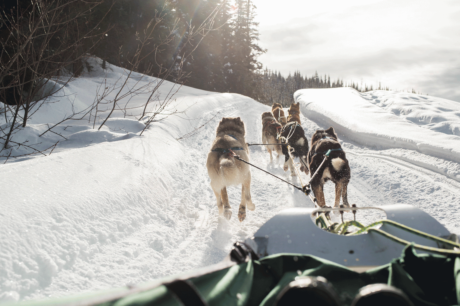 See the mountains from the comfort of a sled.